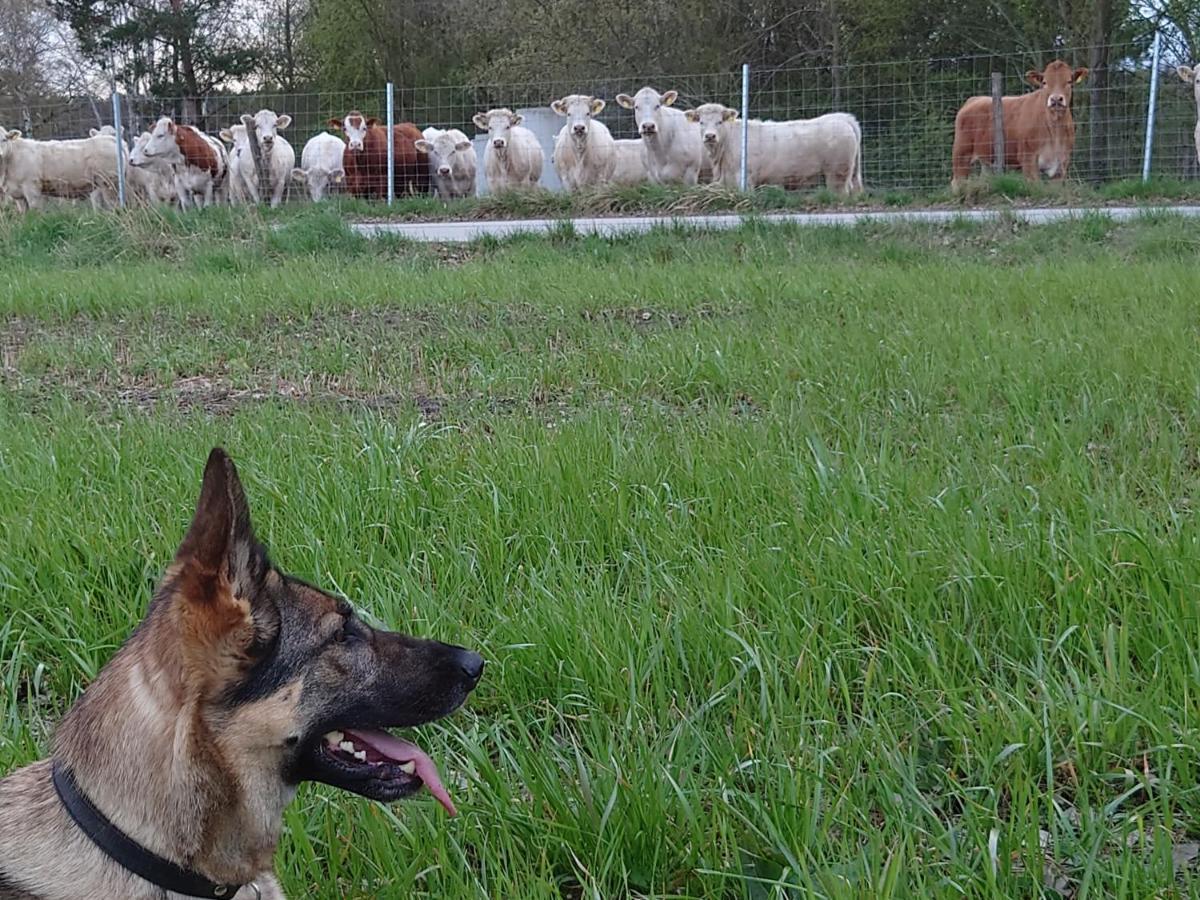 Ferienhof-Rietschen-Neuliebel Zewnętrze zdjęcie