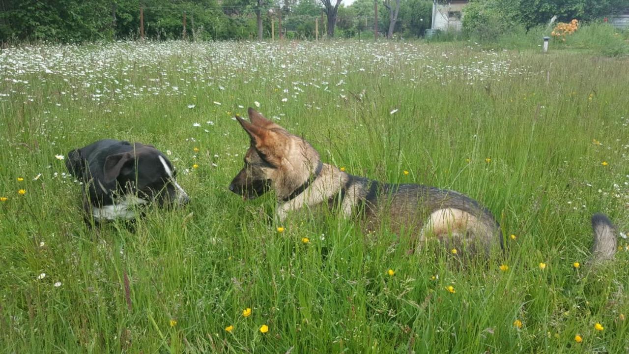 Ferienhof-Rietschen-Neuliebel Zewnętrze zdjęcie